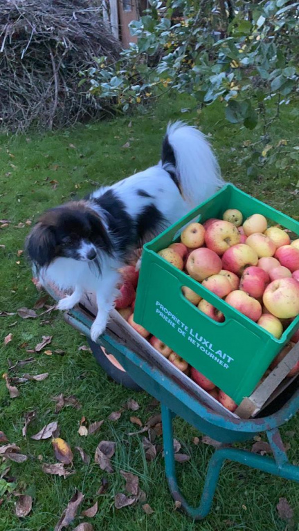 Iris a aidé Monique pour ramasser les pommes ! Iris a aidé Monique pour ramasser les pommes !