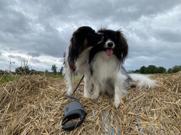 Dans les champs... un petit bisou