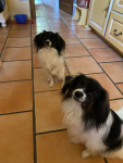 Priam et Iris du Domaine des Seigneurs de la Vallée