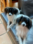 Iris et Priam • le dimanche 27 septembre 2020