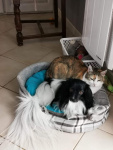 Moka et son ami le chat