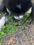 Aujourd'hui, Principessa rencontre le lézard