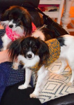 Iris et Priam