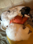 Principessa et Jumy