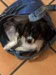 Priam dans le sac de sa maman