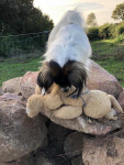 Principessa et son doudou de bébé