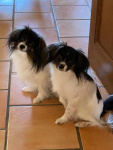 Iris et Priam