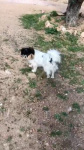 Principessa a trouvé une corne de vache