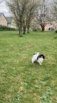 Iris joue à la balle