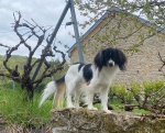Priam dans les vignes