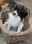Priam dans son petit panier
