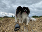 Dans les champs... un petit bisou