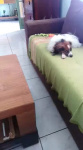 Onyx - la petite sieste