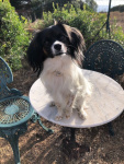 Principessa du Domaine des Seigneurs de la Vallée